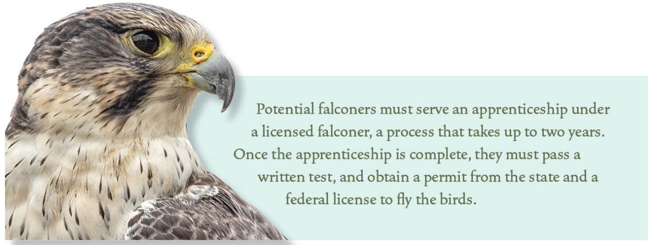 photo of a falcon and quote from Tristan Ludewick P1 Service